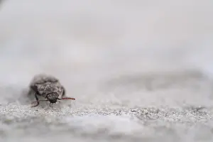 Mouse grey sand beetle (Agrypnus murinus) in the sand