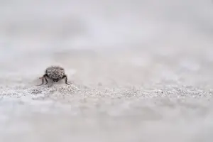Mouse grey sand beetle (Agrypnus murinus) in the sand