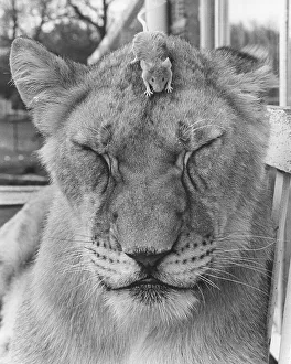 Mouse on the head of a lion, England