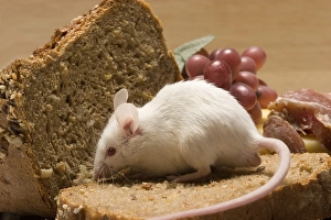 Mouse on a slice of bread