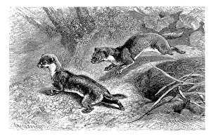 Mouse weasel, also dwarf or small weasel or male least weasel (Mustela nivalis)