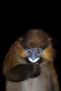 MOUSTACHED MONKEY (cercopithecus cephus) OR MUSTACHED MONKEY EATING AGAINST BLACK BACKGROUND