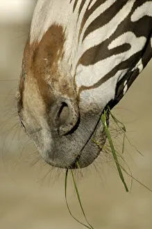 Mouth of a zebra grevyzebra with grass, detail