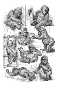 Movement study, positions of the gorilla