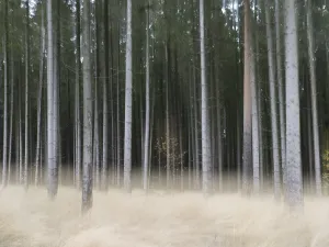 Moving image of a spruce forest with light-coloured forest bluegrass