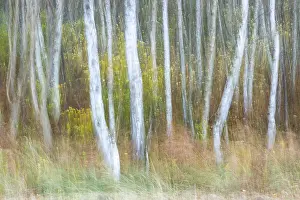 Moving long exposure of a birch forest