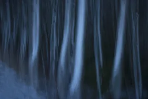 Moving long exposure of a birch forest