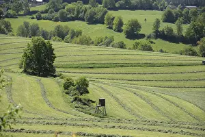 Mowed meadow