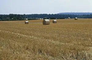 Mown maize field