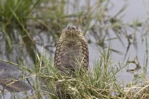 Mozambique Spitting Cobra, Mozambique Spitting Cobras