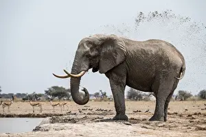 Mud bath, animal behavior, African elephant (Loxodonta africana)