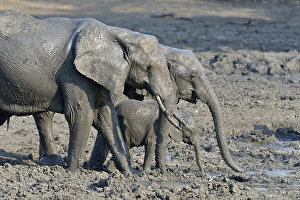 mud covered African elephants (Loxodonta africana)