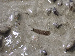 Mud crab (Corophium volutator)