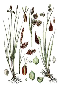 Mud Sedge or Shore Sedge (Carex limosa)