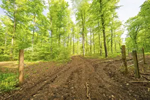 A muddy forest path leads through a green