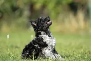 Mudi puppy, 6 weeks, sitting in the grass