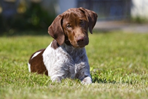 Muensterlaender mixed breed puppy