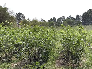 Mulberry (morus alba) plantation