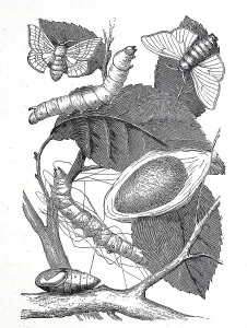 Mulberry moth, silk moth in its individual developmental forms