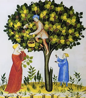 Mulberry tree, medieval painting from Capitulare de villis vel curtis imperii
