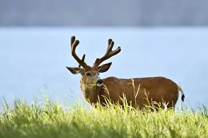 Mule deer or big-eared deer (Odocoileus hemionus)