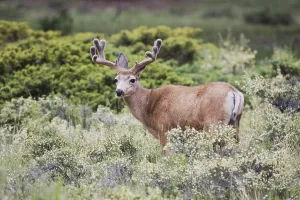 Mule Deer, Black-tailed Deer (Odocoileus hemionus)