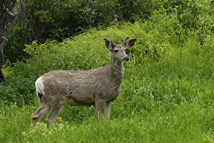 Mule deer (Odocoileus hemionus)