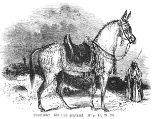 Mule royally bridled, mule, ass