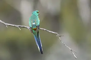 Mulga Parrot (Psephotellus varius) male perched on a branch