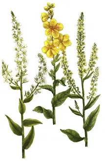 Mullein, Verbascum latifolium and Verbascum annuum