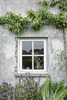 Mullioned window in a rustic house wall with plants and a peach tree with fruit