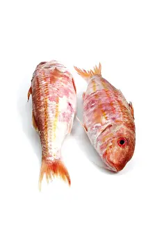 Mullus surmuletus