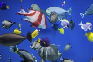 Multi-colored tropical fish on the background of reefs and corals