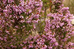 Multi-flowered heather (Erica multiflora)