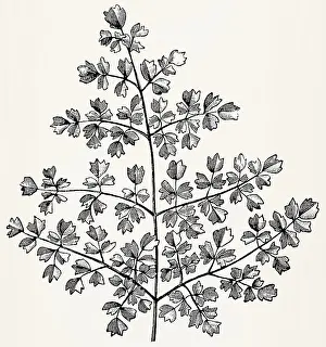 Multi-pinnate leaf of Thalictrum minus