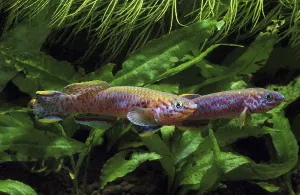 Multicolored carp, Multicolored carp