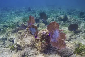 Multiple large coral fan in a reef
