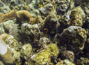 Multiple species of coral, sponge and polyp living on a rock