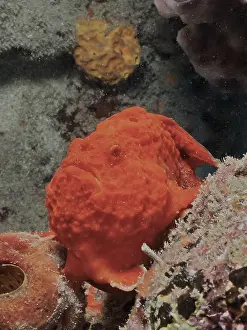 Multispotted frogfish (Antennarius multiocellatus)