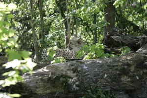 Munich, DEU, 12 May 2005 - Cheetah, lat