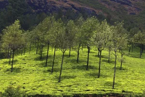 Munnar tea plantation, Kerala, India, Asia