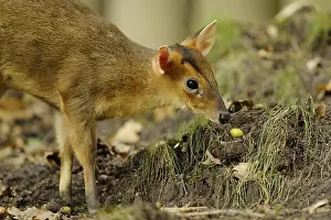 A muntjac sniffs curiously at the ground between autumn leaves in the forest
