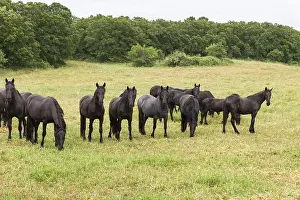 Murgese, Italian horse breed, a Baroque horse breed