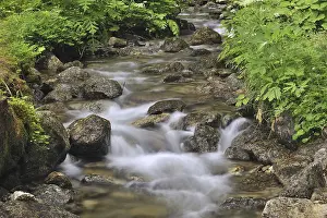 Murmuring water of mountain brook in forest