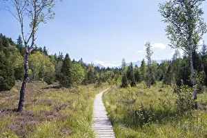 Murnauer moss, wooden plank path through moor in front of Alpine panorama