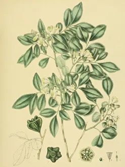 Murraya gleniei, native to Southeast Asia