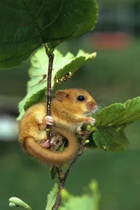 (Muscardinus avellanarius)