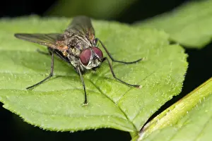 Muscid fly (Helina sp.), perched on a leaf