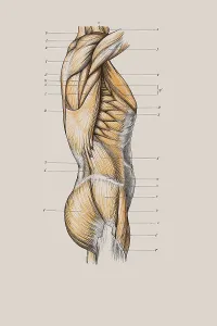 Muscle structure of the torso, anatomical illustration