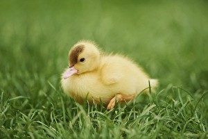 Muscovy duck (Cairina moschata)